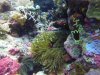 Here is the better picture of the Spinecheek Anenomefish. The female is darker and bigger than the bright orange male.