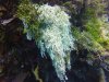 Not sure what kind of coral this is....but very beautiful!!