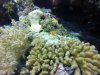 Two Christmas Tree Worms