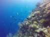 Lots of fish - everywhere. Like swimming in an aquarium! We were happy, happy campers!