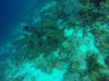 Tube sponges....can you see something hiding??
