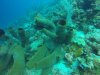 Many, many sponges! Probably the most and biggest sponges we've seen since Honduras! These healthy tube sponges are providing a napping place for this sleepy turtle!