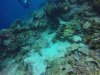 Do you see the camouflaged scorpion fish?