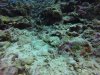 Love to sit and watch these fire dartfish!