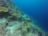 Clown Trigger fish