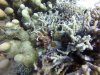 Maybe a crab of some kind!!