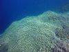 A virtual field of Potato Coral.....