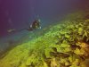 Schooling fish