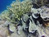 Those little bitty spots near the new growth on this Cabbage Coral (the bluish ring) are Squat Shrimp. Yep, Kathy bought a new (and stronger!) magnifying glass!!