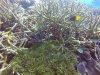 Do you see the Leaf fish??
