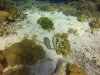 White-Spotted Pufferfish being cleaned by a little cleaner fish.....Love a day at the spa, eh?