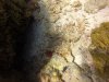 Convict Blennies