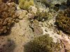 Small Hawkfish