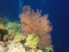 You can get a scale of how large some of the Crinoids and Corals are. Silvia and I are completely hidden behind this one! And did I mention the colors?