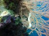 Some kind of seaworm