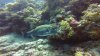 Star Pufferfish