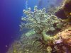 More Coral Polyps open and feeding.... That's Kathy just visible swimming towards the Gorgonian