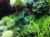 Nestled up inside of the Bubble Coral is an Orangutan Crab. Can you see the reddish furry thing between the bubbles? That's him! He does actually look a lot like an Orangutan!