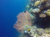 Gorgeous seafan