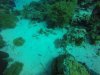 A Crocodile Fish! Like most creatures on the reef, he's got great camouflage!