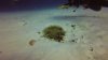 Life everywhere, even down in the sand. This anenome holds a tribe of Saddleback Anenomefish