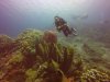 Wow, what a shot......potato coral, large barrel and tube sponges and Kathy