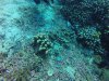 Do you see the well camouflaged scorpion fish?