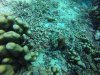 This guy is really good! Down amongst the rubble, near the center of the picture is a Tasseled Scorpionfish. He's sort of leaning against that pipe coral...Do you see the tassels under his chin and his eyes above? Like I said, he's good!