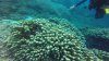 Lots of anemone fish on the potato coral