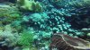 A juvenile Many-Spotted Sweetlips. Even he blends in quite well with his environment.