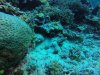 Giant Moray Eel