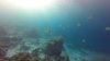 School of Spadefish