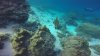 This one has a cleaner fish busy cleaning