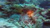 Yellow Margined Moray Eel