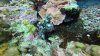 It took me a while to find it....another well camouflaged scorpion fish....amazing!!