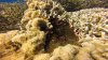 Female dark red Spinecheek Anemone and the smaller male orange and white one!