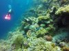 Black spotted puffer fish