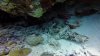 Crocodile fish!!