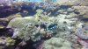 Clown trigger fish