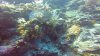 Swarm of small convict blennies