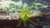 Beautiful yellow feather star