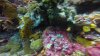 Another Hawkfish