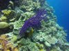 Beautiful purple sea fan on a gorgeous wall!!