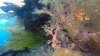 Another purple with white spots nudibranch at the bottom