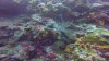 Sea snake
