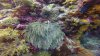 Pink Anenomefish