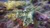 Soft coral folded on itself...we don't know why???