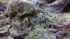 A pair or nudibranch