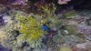Variation of black spotted puffer