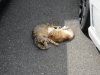 Sleeping cats....very quiet and peaceful in Miaynoura